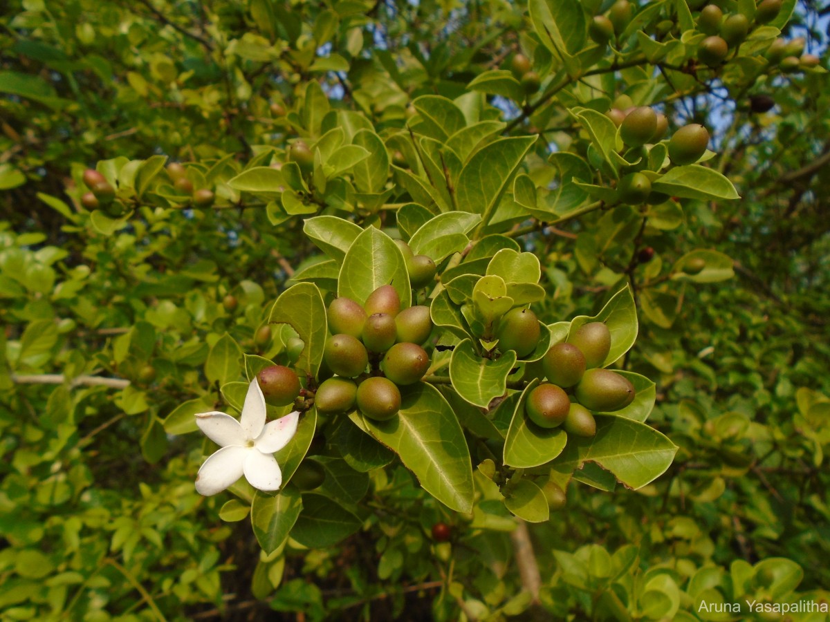 Carissa spinarum L.